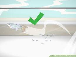 How To Care For Baby Guppies With Pictures Wikihow