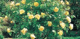 Family this is my first austin rose, and so far i am very pleased with it! Gardenarium Standard David Austin Roses