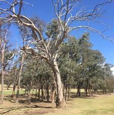 Image result for Eucalyptus sp.