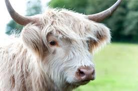 Check spelling or type a new query. The Highland Cow Your Questions Answered Islay Cottages