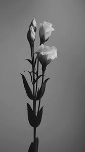 Satu hal yang perlu diketahui, bunga matahari memiiki beberapa varietas. Seni Indah Hitam Dan Putih Berbunga Mekar Terang Tunas Halus Anggun Flora Bunga Bunga Pikist