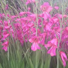 Image result for Gladiolus zambesiacus