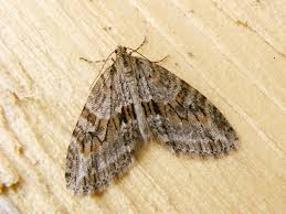 Image result for Trichopteryx