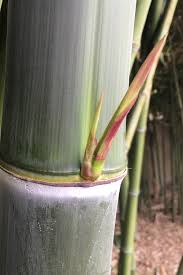 Image result for Pilea bambuseti