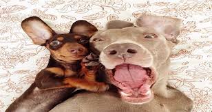 كلب انواع الكلاب الكلاب كلاب صغير الكلب صور مضحكه صور اوضاع مضحكه Dog Selfie Animals Friends Cute Animals