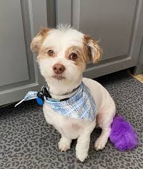 Or in other words a paw reader... Should we do tails next?