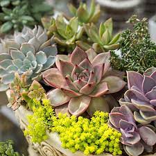 We did not find results for: Plants Garden Flowers The Home Depot