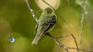We did not find results for: Gcbo September Bird Of The Month Yellow Bellied Flycatcher Gulf Coast Bird Observatory