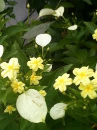 Image result for Mussaenda