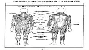 This diagram depicts human body map of organs with parts and labels. Major Skeletal Muscles In The Body