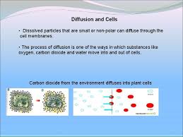 There are three basic processes by which particles move across plant cell membranes: Co 2 Diffusion Through Gelatin Experiment Presented By