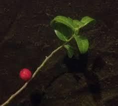 Image result for Mystroxylon