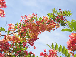 Image result for Cassia agnes