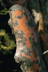 Check spelling or type a new query. Trees That Always Please Finegardening