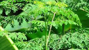 Teh kelor merupakan salah satu produk alternative pengobatan penyakit dari bahan daun kelor. Tanaman Kelor Kerap Disebut Pohon Ajaib Ini Sederet Manfaat Tanaman Dan Daun Kelor Halaman All Tribun Jogja