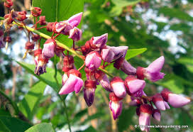 Image result for Millettia