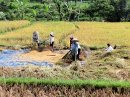 Check spelling or type a new query. Exploring The Paddy Fields In Sekinchan Town Malaysia World Footprints