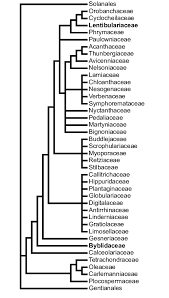 Image result for Nesogenaceae