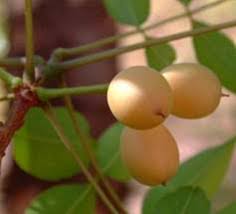 Image result for Zanha africana