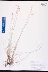 Image result for Abildgaardia ovata