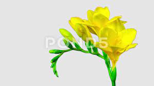 Flower Freesia Blossoms Time Lapse With Alpha Channel Stock Footage Ad Blossoms Time Freesia Flower In 2020 Freesia Flowers Blossom Alpha Channel