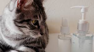 I'm not sure where to start looking for the. Which Smells Do Cats Hate Diy Cat Repellent Spray