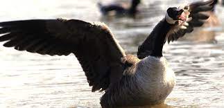 Maybe you would like to learn more about one of these? Canada Geese Ohio Department Of Natural Resources