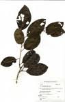 Image result for Cordia mukuensis
