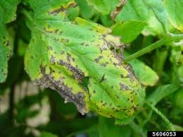 Image result for tomato seedling pseudomonas syringae pv tomato symptoms