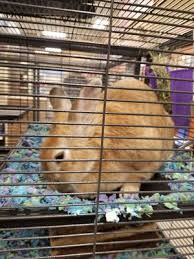 The smallest breeds of domestic rabbits include the havana, mini rex the largest breeds, such as the french lop, may weigh 11 pounds or more. Petsmart 62 Photos 35 Reviews Pet Groomers 158 North Queen Street Etobicoke On Phone Number Yelp