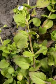 Image result for Veronica abyssinica