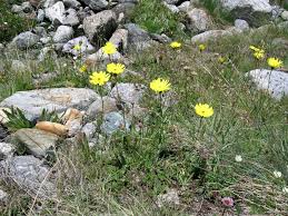 Image result for Tolpis