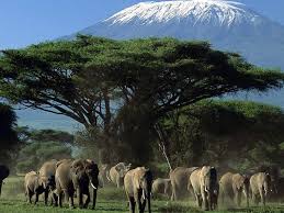 Going green safari tour guide is the best tour guide in tanzania and zanzibar safaris. 3 Days Maasai Mara Wildlife Safari In Narok County Kenya Bookallsafaris Com