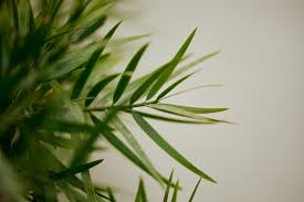 Image result for Afrocarpus