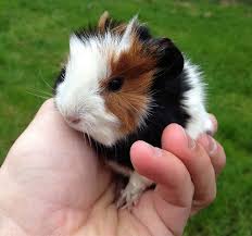 Pin On Guinea Pig Babies