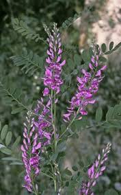 Image result for Indigofera kuntzei