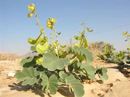 Image result for Senna italica