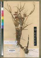 Image result for Pycreus nitidus