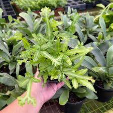 Image result for Pteris cretica