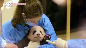 The following 24/365 with blackpink episode 1 english sub has been released. Yg Entertainment Announces Postponement Of The Last 24 365 With Blackpink Episode Featuring Baby Panda Kpoplover