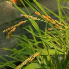 Image result for Oryza sativa