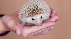 Sometimes it can take up to twelve weeks for a baby hedgehog to wean. Calm Tame Pet Hedgehogs In 5 Secs Learn How To Hold Hedgehog