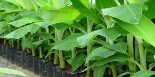 WHAT FARMERS SHOULD KNOW ABOUT TISSUE-CULTURE BANANAS – Oxfarm Organic Ltd