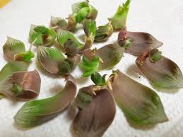 速報 オブツーサの葉挿しに成功して ゆず大はしゃぎ がんばれ北向きガーデン Succulent Life