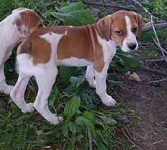 Browse thru thousands of maltipoo dogs for adoption near in usa area, listed by dog rescue organizations and individuals, to find your match. Burlington Vt Beagle Meet Emma A Pet For Adoption