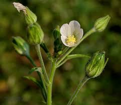 Image result for Hibiscus lobatus