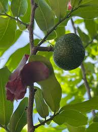 Image result for Monodora grandidieri