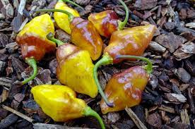 Bolivian bumpy (capsicum chinense) denna mycket heta chili är en korsning mellan yellow bumpy och boliwian rainbow. Bolivian Bumpy Hot Pepper Vertiloom