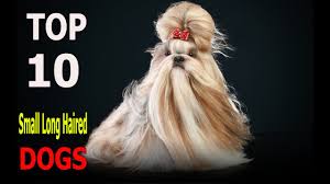 Saint bernards make awesome family dogs, and can be quite protective of the people they are closest to. Top 10 Small Long Haired Dog Breeds Top 10 Animals Youtube