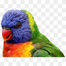 Feather Png Png Transparent For Free Download Page 8 Pngfind